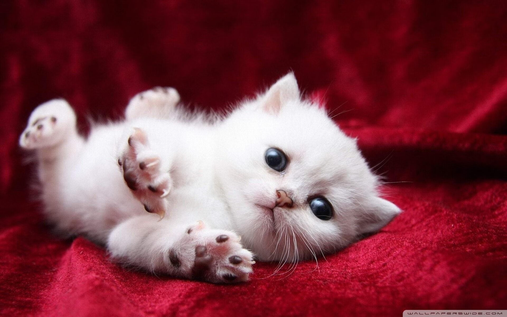 54分！利拉德无解火力击穿北京防线—马刺主帅赛后盛赞历史级表现