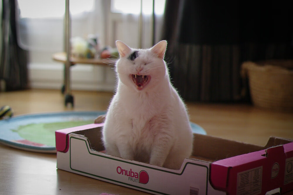 新生代的全面接管，当篮球的爵士掀翻老鹰，赛车的爱德华兹统治街道