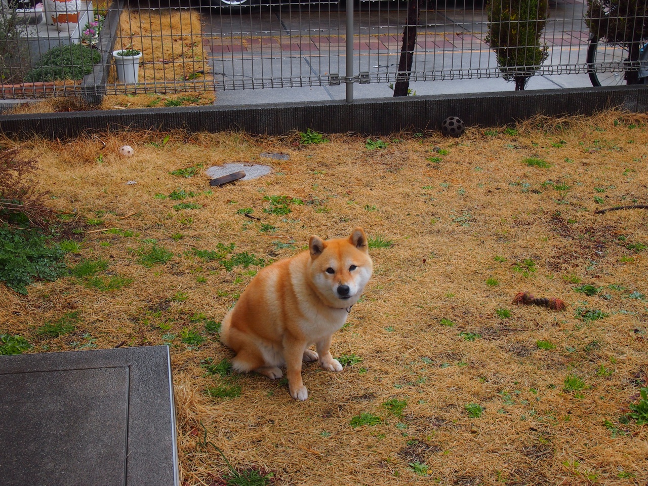 跨界征服者，当拜仁飞翼萨内在NBA季后赛的硬木地板上接管比赛