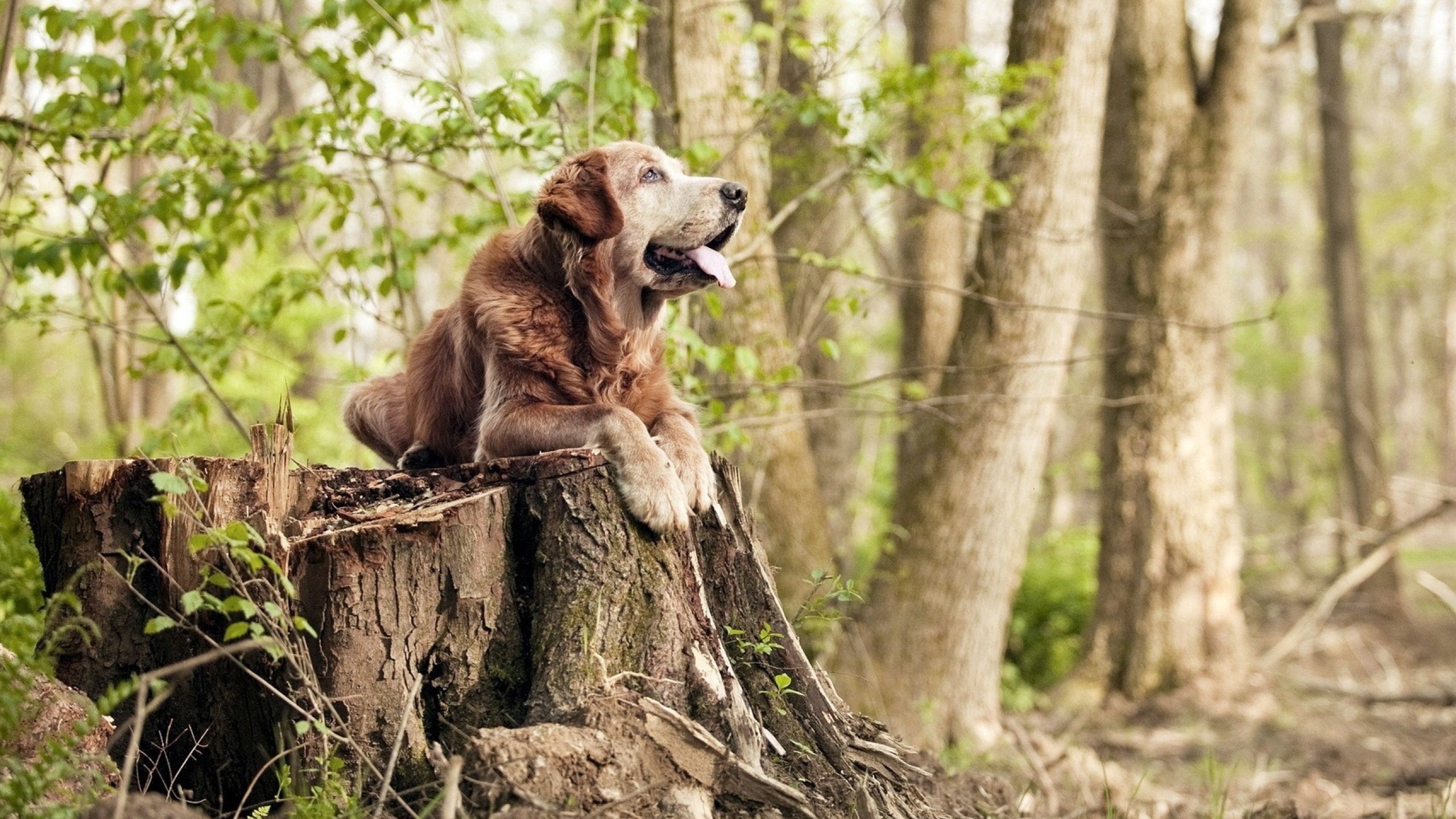 夜色终章，武切维奇那一脚，踏碎了德甲的漫长悬念