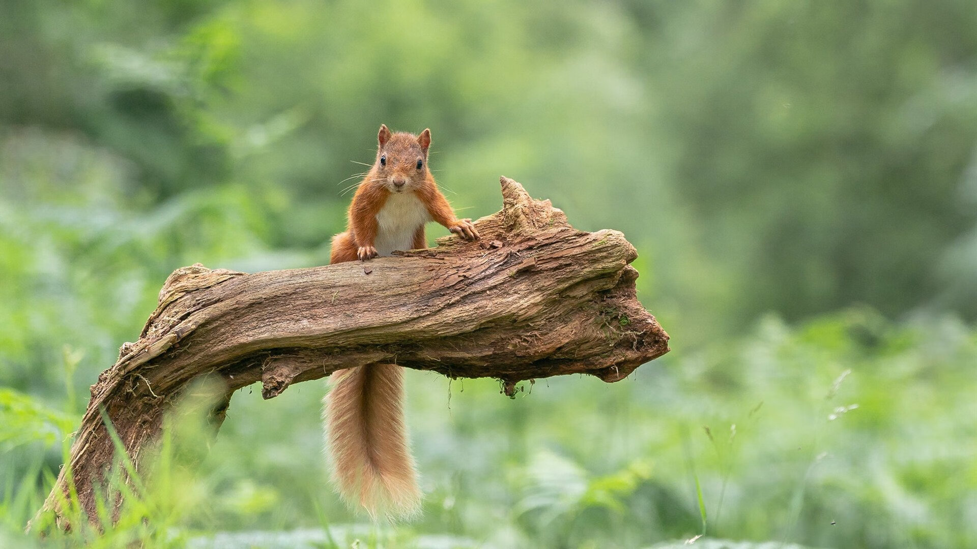 当塔图姆手握方向盘，太阳粉碎鹈鹕之夜，一位F1冠军的篮球启示