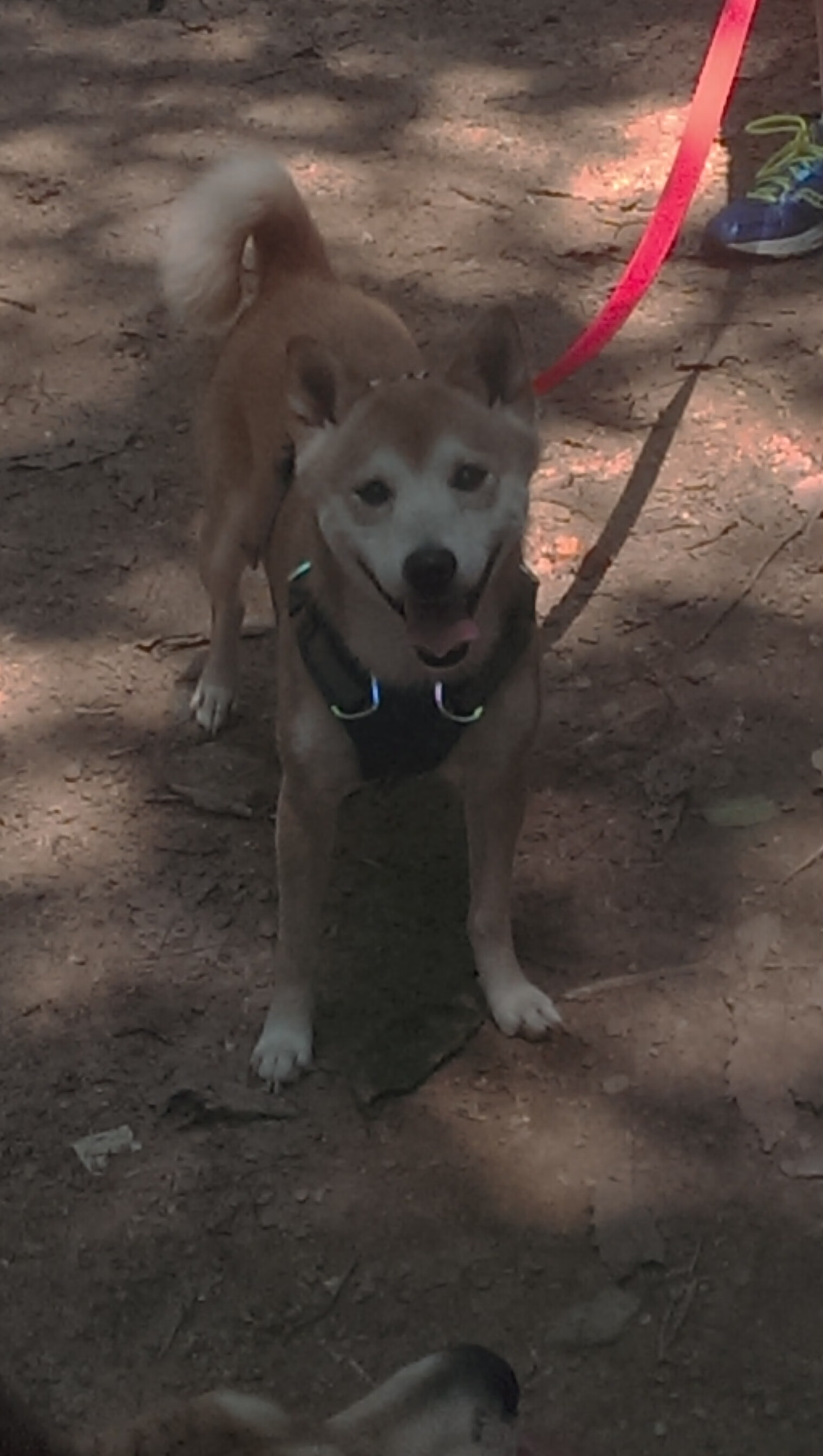 掀翻波兰与接管西决，当不可能成为可能