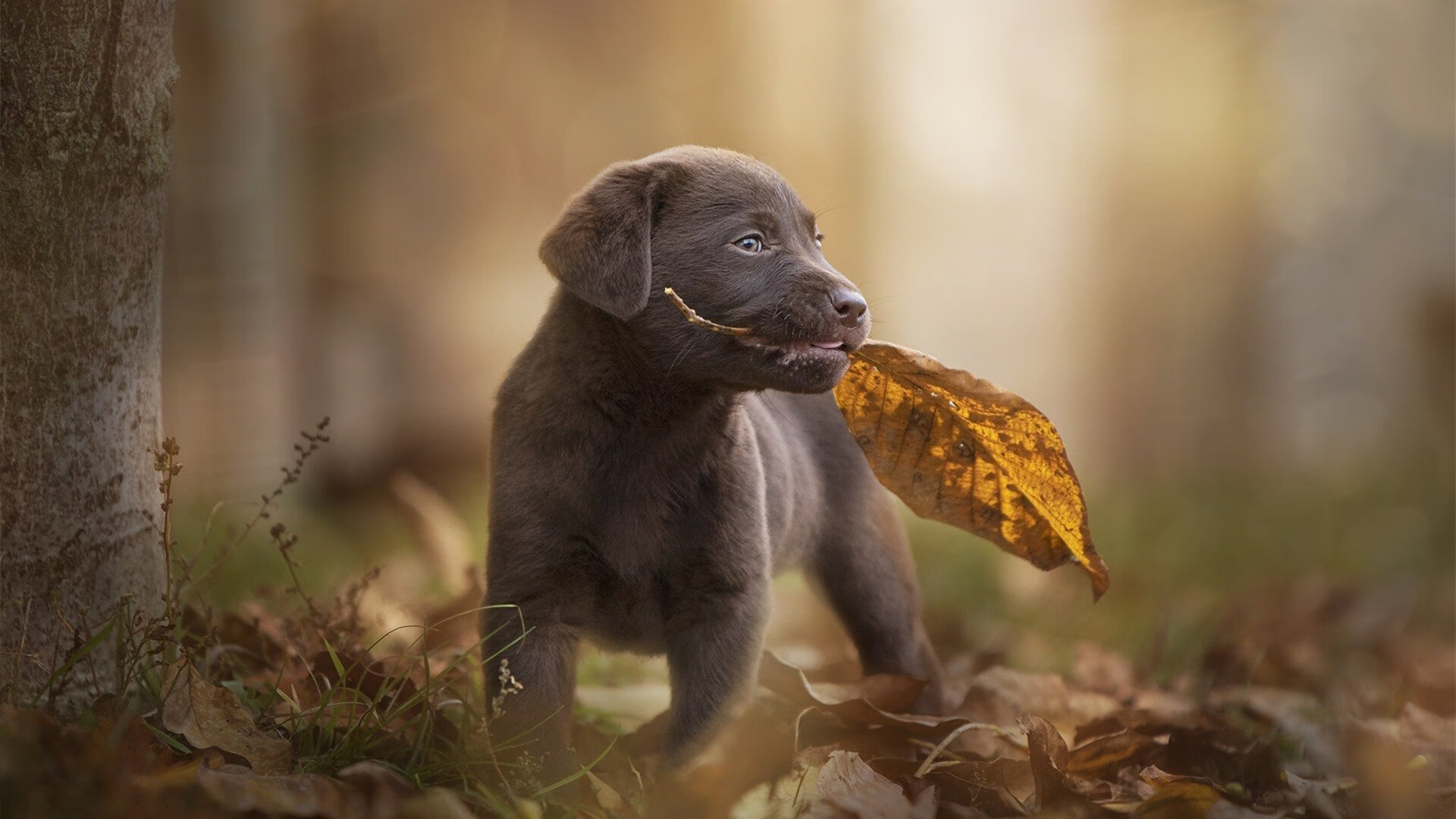 夜空新王座与丹佛高原的回响，当欧文用连续得分切开胜负的绸缎