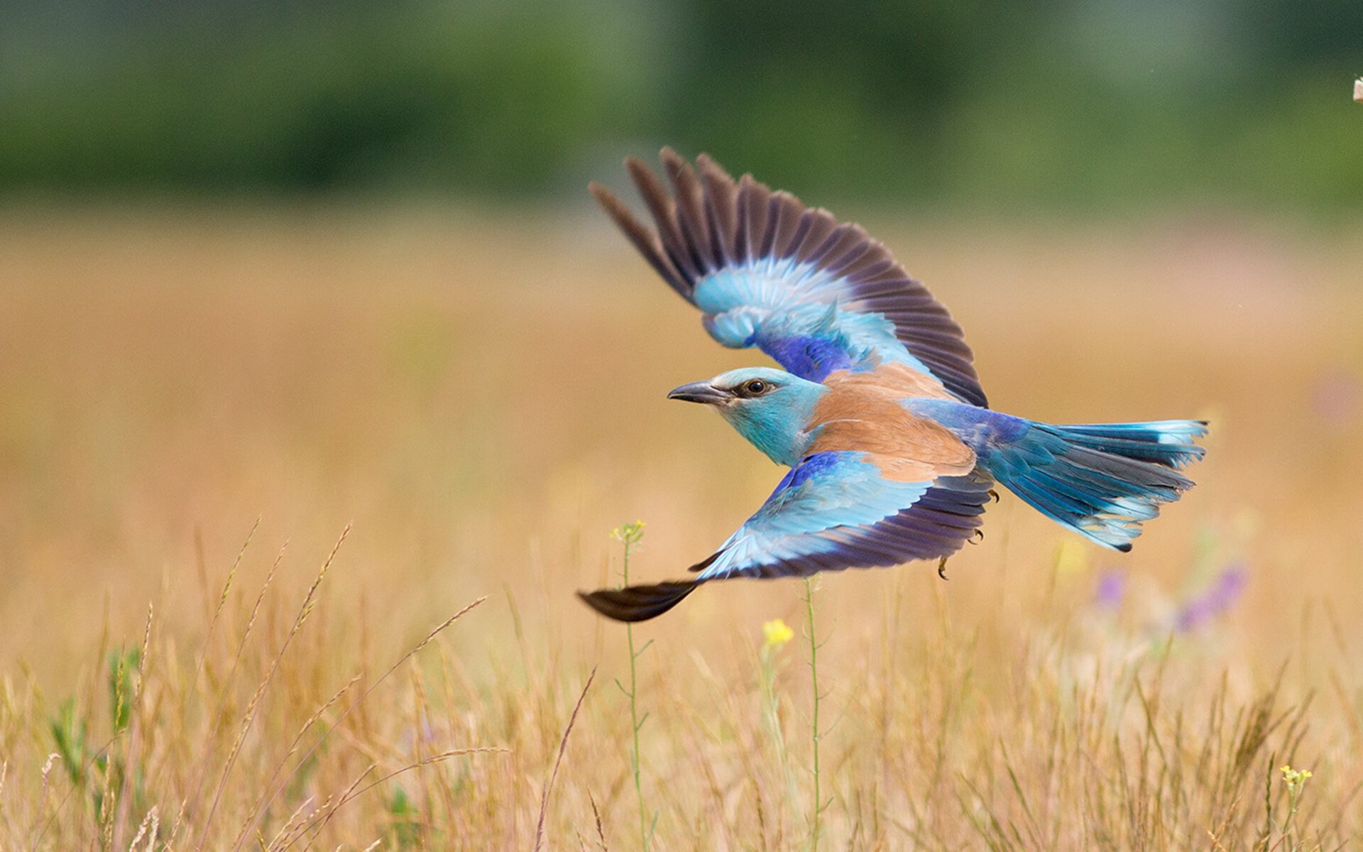 阿坎吉火山爆发！玻利维亚节奏如何悄然吞噬塞维利亚的脉搏