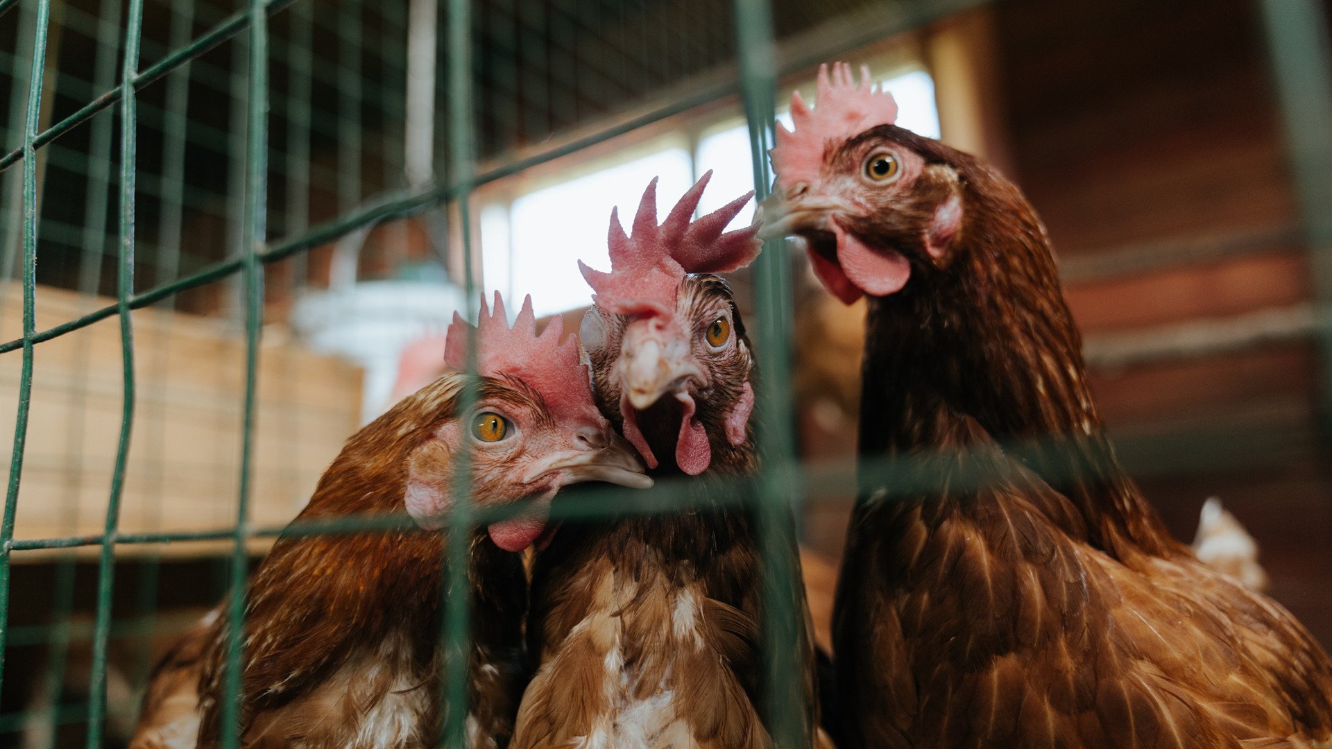 东决关键战之夜，卡塞米罗，一记重锤定江山的证明