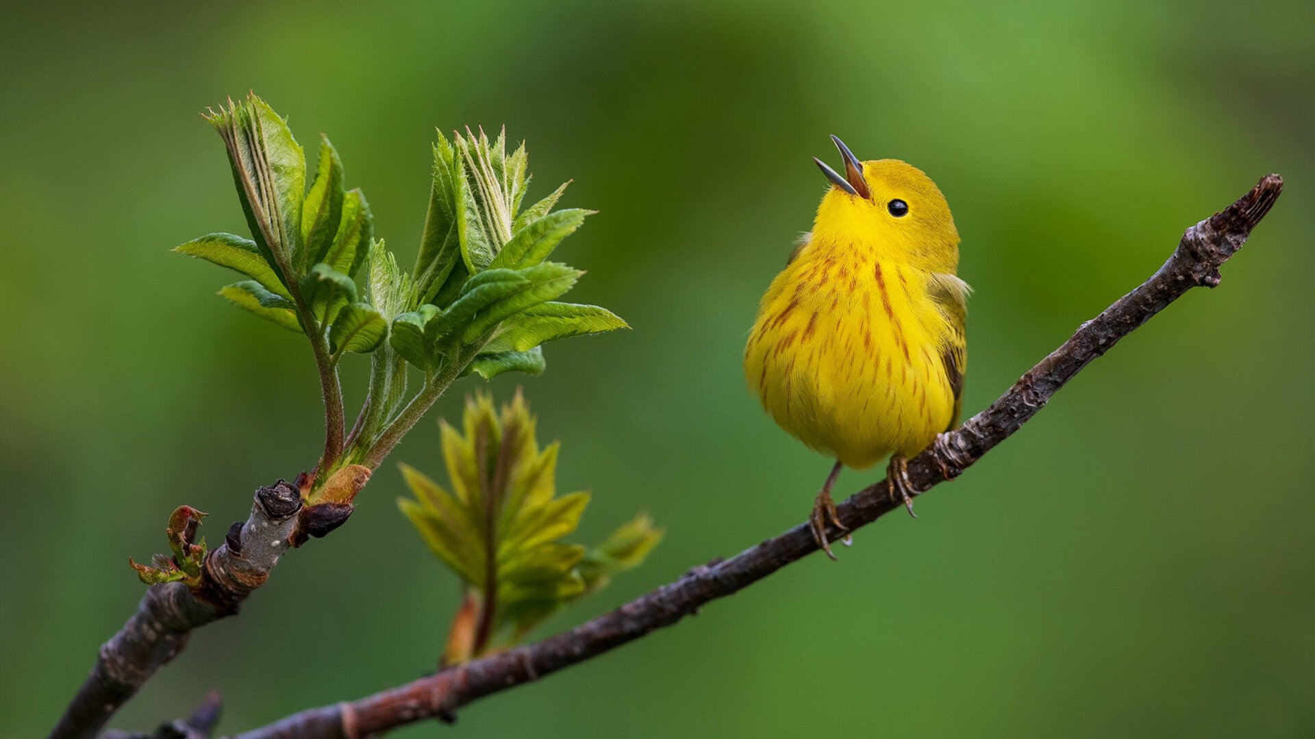 绝境双刃，阿劳霍独闯龙潭，那不勒斯险胜皇家社会记