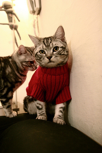 布鲁诺·戈尔多，最后一板与乒乓格局的无声裂变